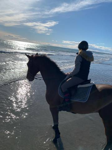 Hongre cso expérience 1m35