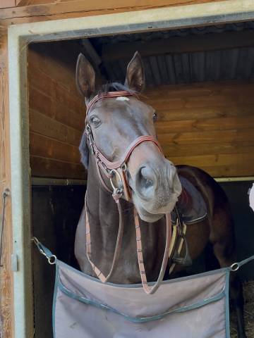 Le rouge et noir (contacter moi par message svp)