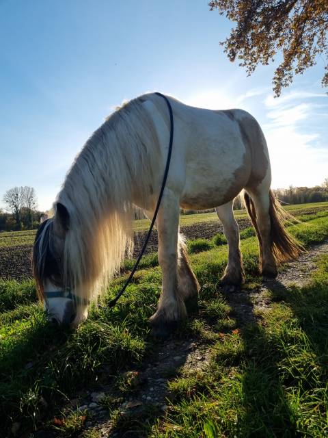 Cairnview milo  : saillie irish cob pp pour 2026 (1m50/1m55)