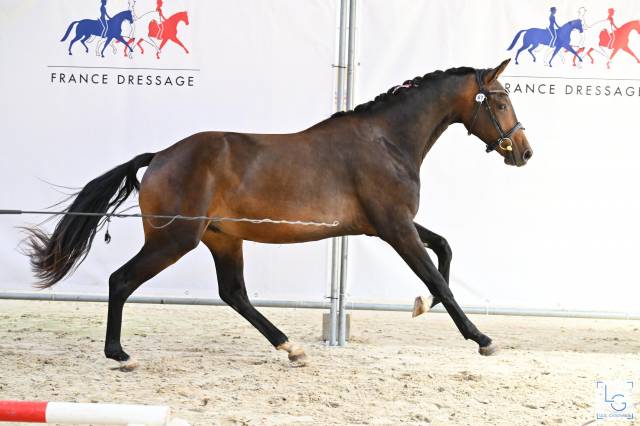 Hongre par galaxie et sandreo