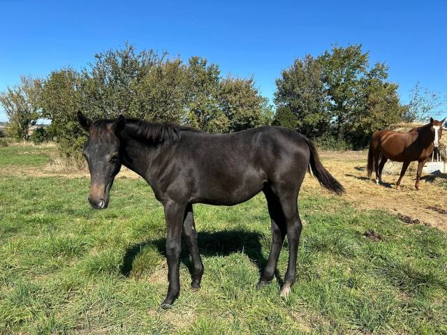 Poulain mâle anglo arabe