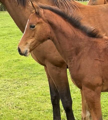 Foal mâle sf par halifax