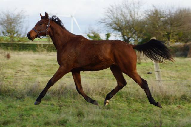 Jument selle français par cooper- diamant 