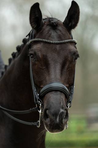 Bride de dressage Grace - HKM - Cuir avec strass