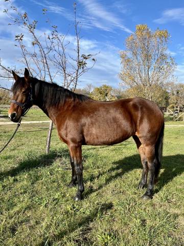 Jument, onc type espagnol, 15 ans