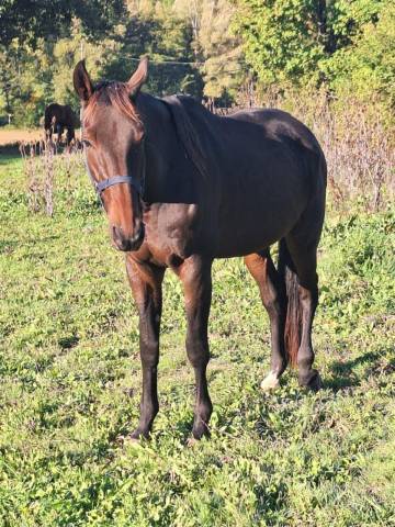 Hongre , trotteur 9 ans