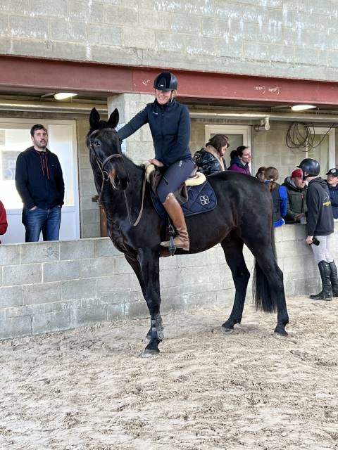 Cheval de dressage super polyvalent 