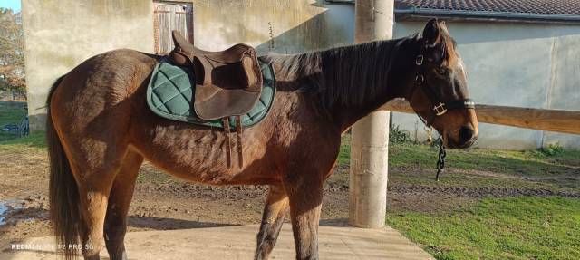 Selle Wintec Pro endurance 17,5