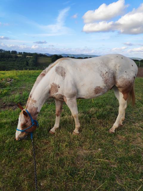Hongre pintaloosa 7ans