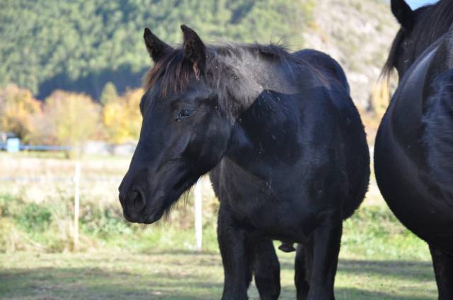 A reserver poulain mérens male phoenix