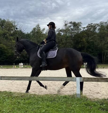 Jument sf 9 bai brun