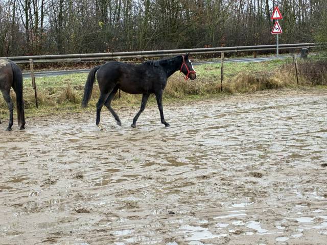 Superbe jument de 6 ans loisir