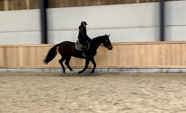 Jument pour sport ou élevage 