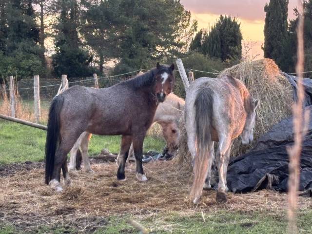 Ponette welsh mountain de 7 ans