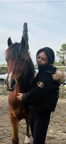 à la vente magnifique poney