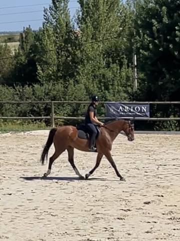 Hongre - 7 ans - zangersheide