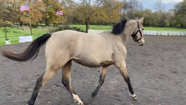 Jolie pouliche de 2024