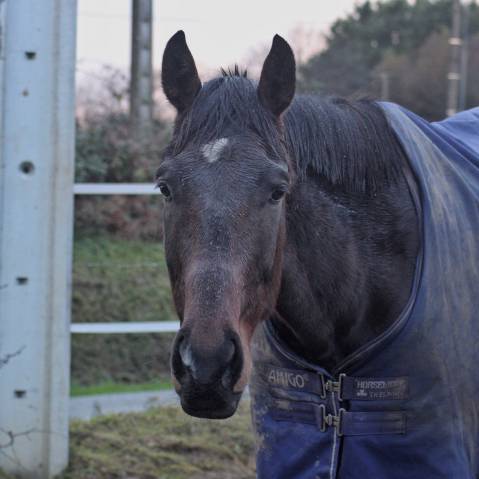 Demi pension - lion storm