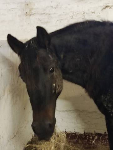 Jument 21 ans a placer pour compagnie