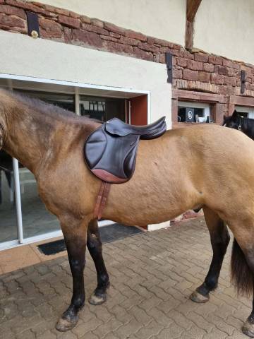 Selle forestier monoquartier brune foncée 17"