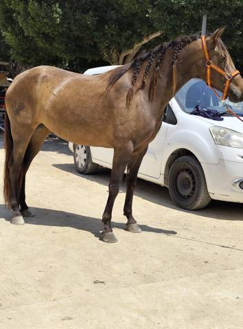 Jument isabelle brown