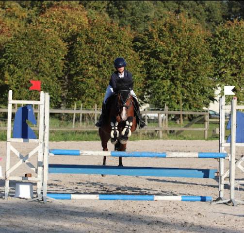 Recherche dp pour mon poney de 7 ans 