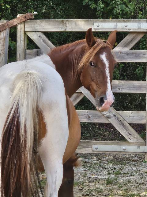 Ponette pie poulinière oc 6 ans 