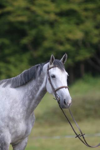 à vendre falbala d’utah z