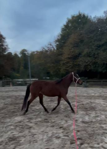 Super ponette d en devenir