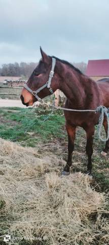 Pouliche de 3 ans en 2026 par petrus de brandegem