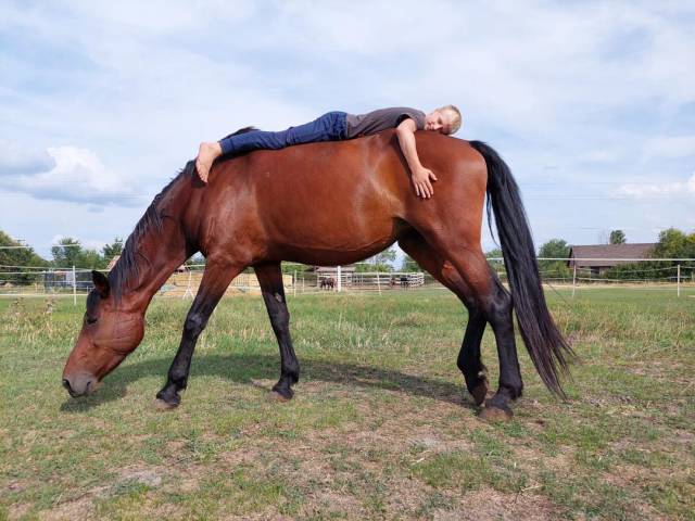 Jument de sport hongroise 