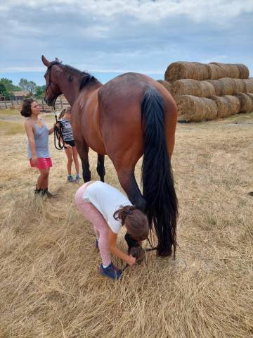 Jument de sport hongroise 