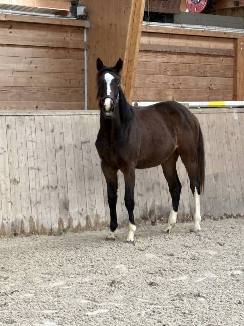 Superbe pouliche 2024