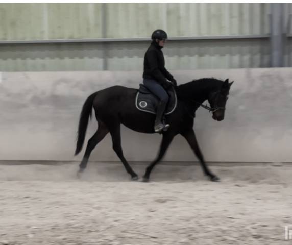 à vendre – pur-sang de 5 ans • 1m60