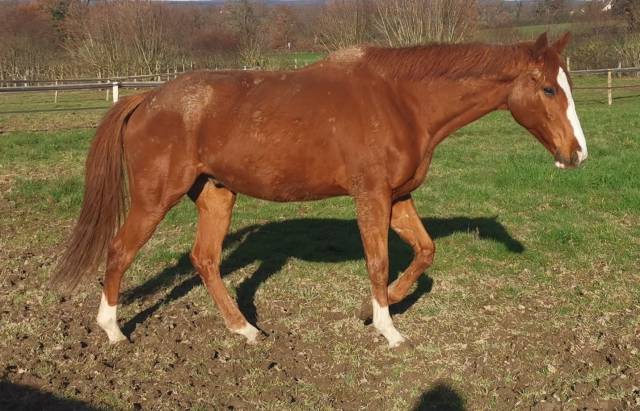 Cheval pur-sang de 5 ans • 1m62