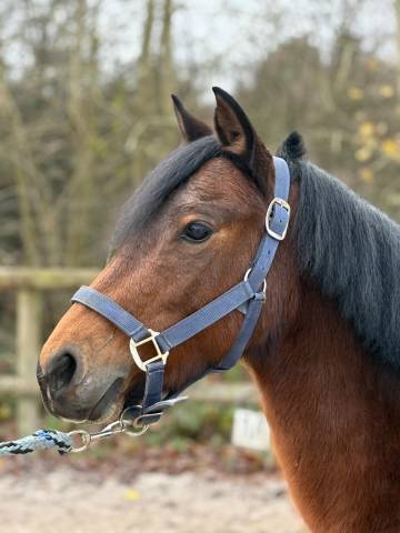 Ponette b 127cm pp prenant 6 ans