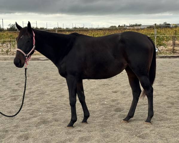 Jument irlandaise plein papier