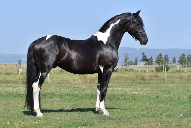 Barock pinto deck stallion