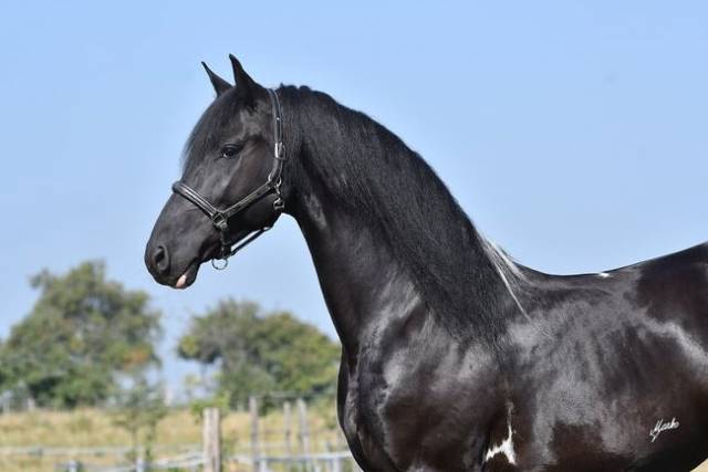 Barock pinto deck stallion