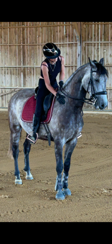 Hongre psl 8 ans . nocivo du castel 