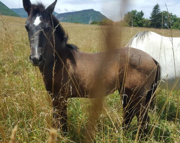 Superbe pouliche barbe x esp