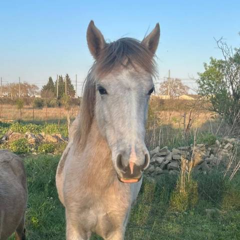 Superbe pouliche sport welsh x barbe
