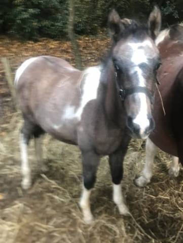 2 poulains oc de 2025