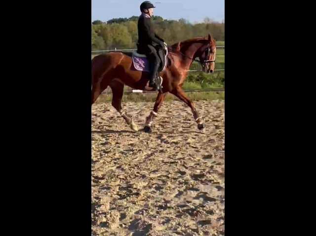 Offre exceptionnelle jument 6 ans