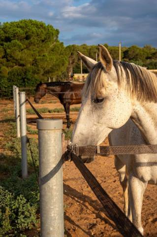 Finca de 3,5 hectares en espagne 