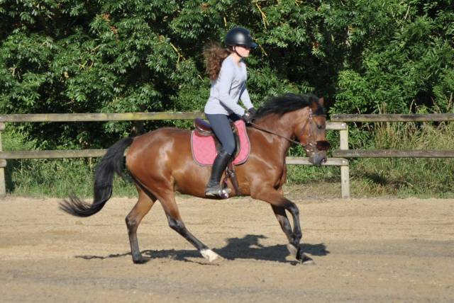 Ponette, new forest de 5 ans