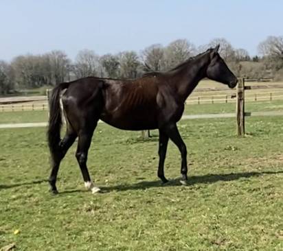 Superbe jument ps de 2018