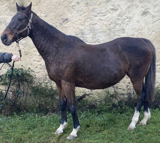 Jument ps pleine de thunder moon