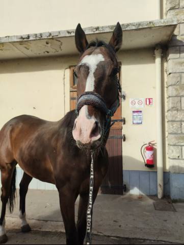 Cheval hongre pour loisirs