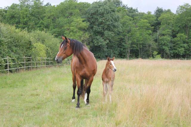 Jument 13 points pace par président